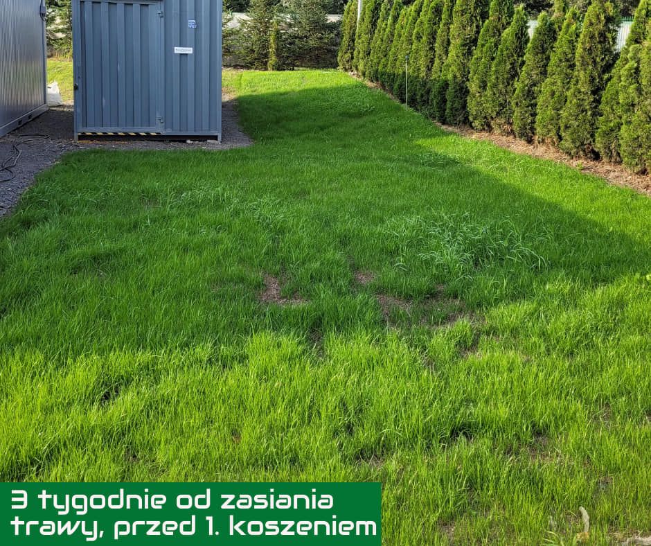 3 tygodnie od zasiania trawy, przed pierwszym koszeniem