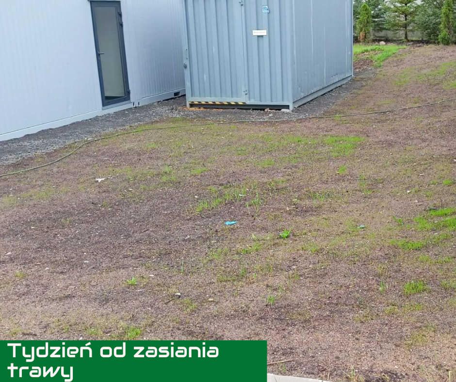 Tydzień od zasiania trawy